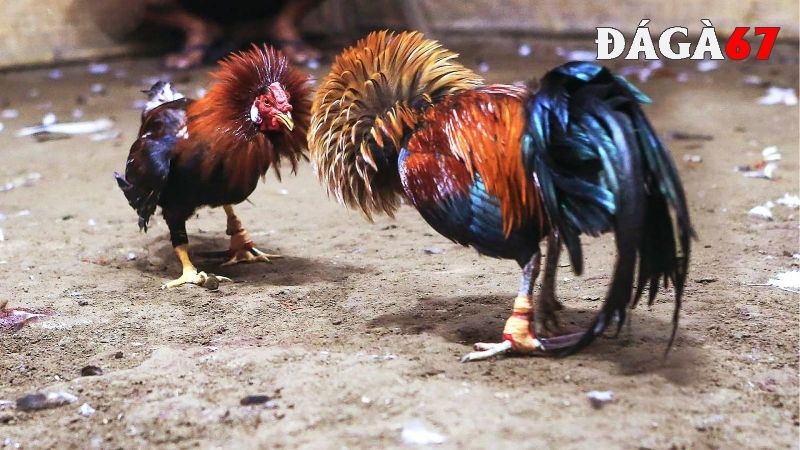 Cách huấn luyện gà đá hay xuất sắc