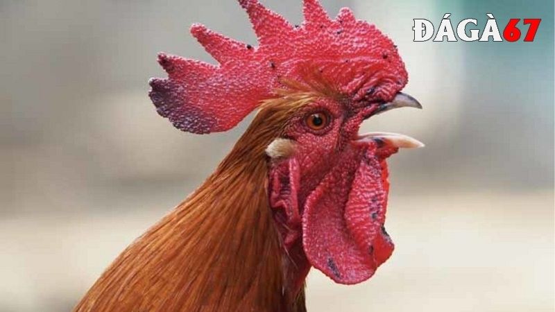 Làm sao để nhận biết được bệnh nấm họng ở gà chọi