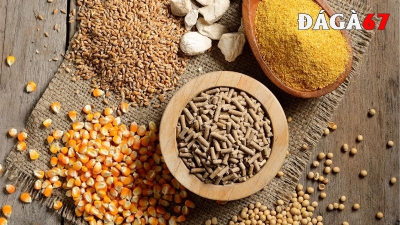 Thức ăn cho gà đá đảm bảo vitamin, khoáng chất